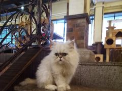 -more than meow吴止猫主题餐厅(承德 中船汇店)