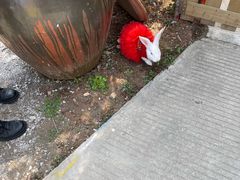 -麻涌飞鸭开心农场