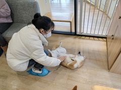 -南京Hallo宠物乐园·哈罗犬舍·柴犬繁育基地