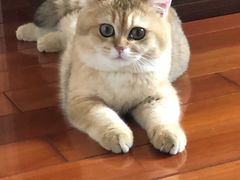 -东方名猫馆·英短金渐层布偶猫舍(环线广场1号楼店)