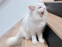 -瞄一喵猫咖(格力海岸店)