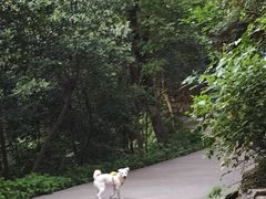 -紫金山山顶公园