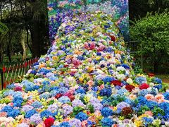 -上海共青森林公园