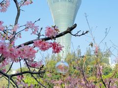 -狐尾山公园