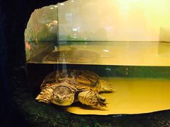 -上海大自然野生昆虫馆