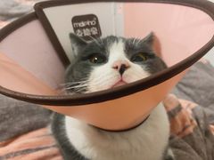 -灵美宠物诊所