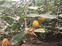 -兰陵国家农业公园