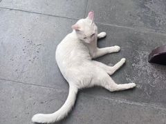 -龙华素斋(龙华路店)