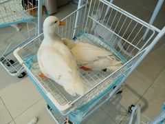 -怪兽屋·羊驼·猫咖·狗咖(俊华广场店)