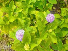 -紫颐香薰山谷景区