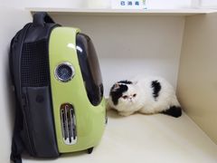 -关爱宠物医院·猫科中心·消化科(滨湖万达分院)