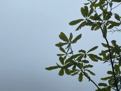 -武陵山森林公园