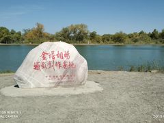 -金塔沙漠胡杨林景区