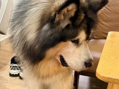 -李小姐の猫咖啡馆(五角场店)