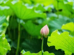 -陈家山荷花公园