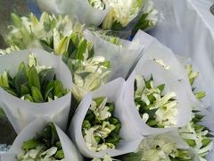 -秦美花卉(天朗·莱茵小城2期店)