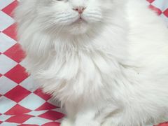 -名猫咖啡馆·撸猫·拼豆
