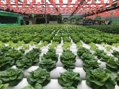 -兰陵国家农业公园