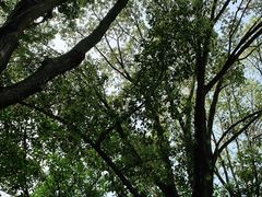 -东莞市大岭山森林公园