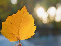 -三里屯东五街银杏大道