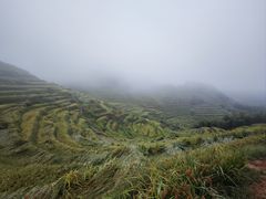 -紫鹊界梯田景区