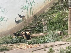 -中国大熊猫保护研究中心雅安碧峰峡基地