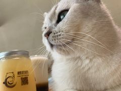 -藏猫猫咖啡主题馆(中央大道店)