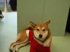 -怪兽屋·羊驼·猫咖·狗咖(俊华广场店)