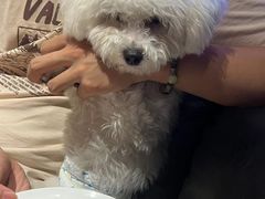 -百好乐宠物友好餐厅(朝外大街店)