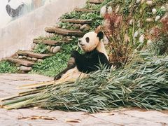 -中国大熊猫保护研究中心雅安碧峰峡基地