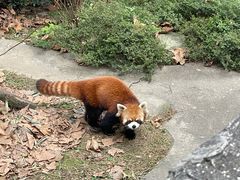 -都江堰中华大熊猫苑