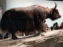 -中国湿地博物馆