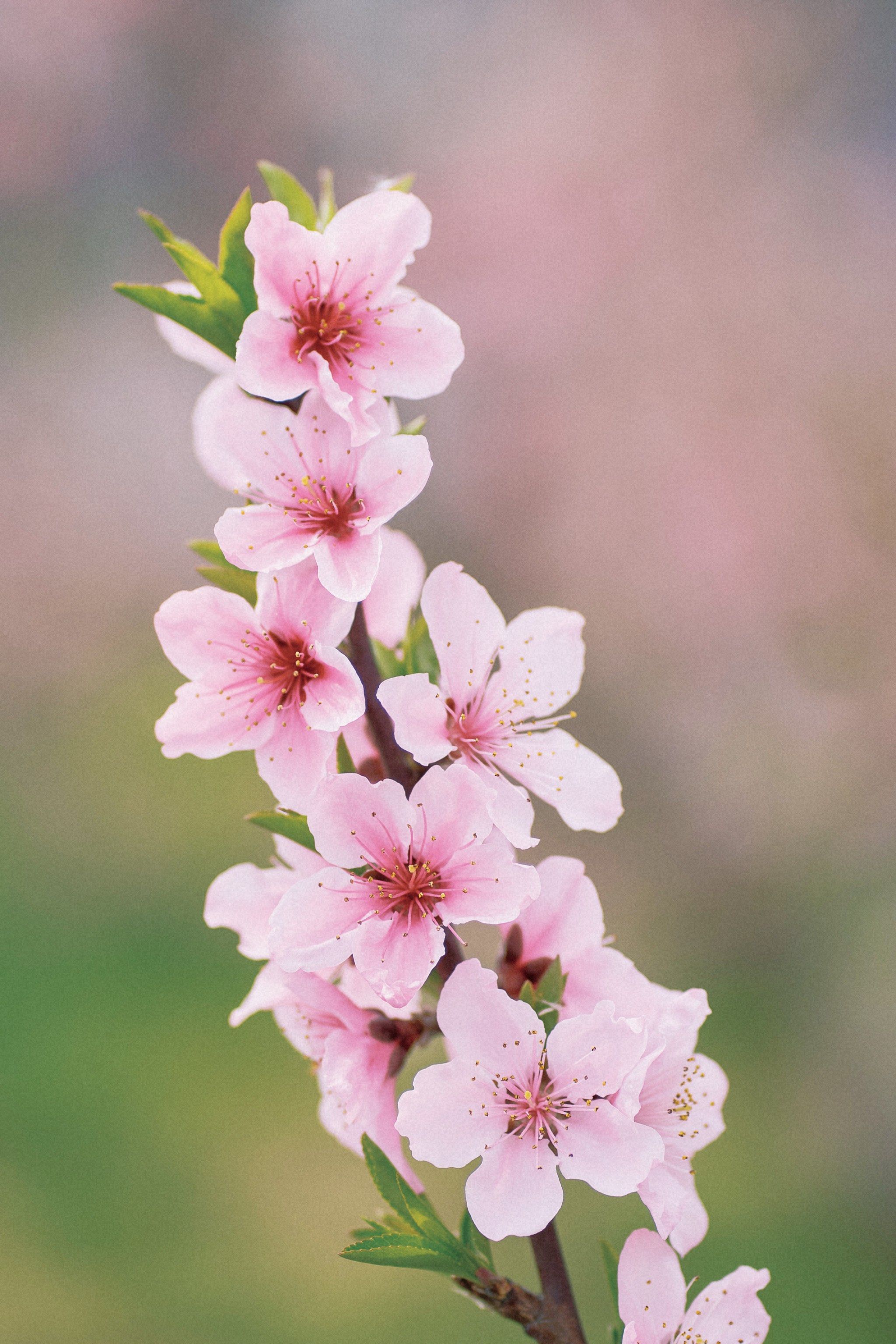 龙泉山上桃花开