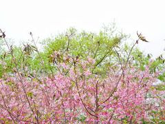 -福建鲤鱼洲酒店