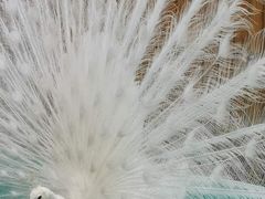 -香宫中餐厅 · 桂林香格里拉