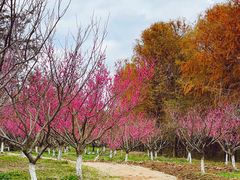 -上海海湾国家森林公园