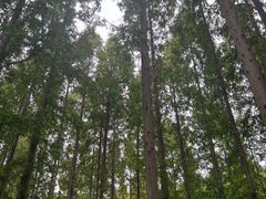 -黄海国家森林公园