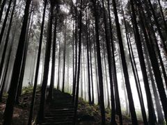 -武陵山森林公园
