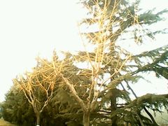 android_upload_pic-西部兰花园生态园