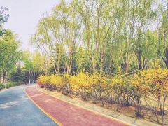 -大兴滨河森林公园