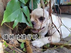-柴犬高等学院·狗咖·柴犬售卖·宠物训练