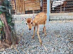 -鹿境梅花鹿生态园区