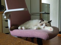 -lincat·猫舍(广州店)