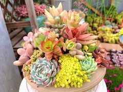 -龙大花卉苗木市场