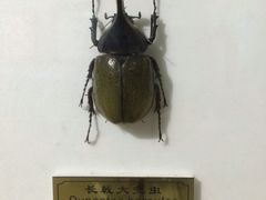 -上海昆虫博物馆