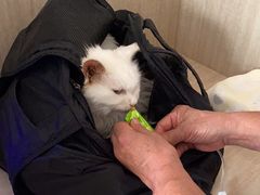 -北京观赏动物医院·24小时大型综合·猫专科·异宠专科