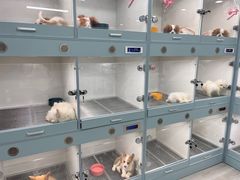 -萌宠之家·腊肠犬·马尔泰·小体犬舍