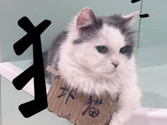 -怪兽屋·羊驼·猫咖·狗咖(俊华广场店)