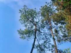 -铁山坪森林公园