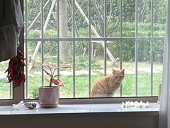 -瑞派宠物医院·犬猫全科·猫友好(宾水西道店)